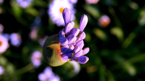 Close-up of purple flowering plant