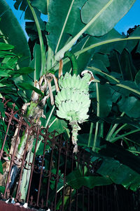 Close-up of flowers in water