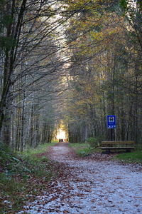 Road amidst trees