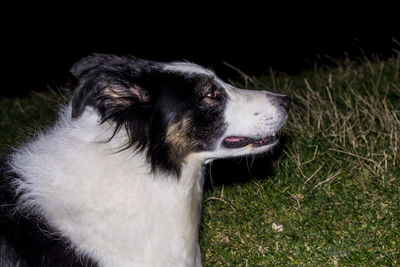 Close-up of dog looking away