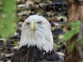 Close-up portrait of eagle