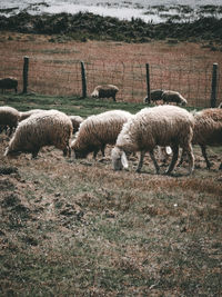 Sheep grazing in a field