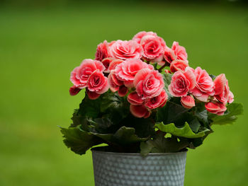 Close-up of pink rose flowers in vase