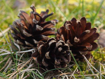 Close-up of dried plant growing on field