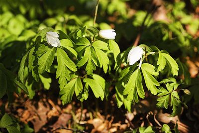 Close-up of white flowering plant