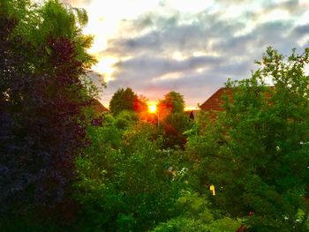 Trees and plants by building against sky during sunset