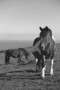 Horses in a field