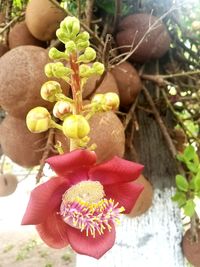 Close-up of potted plant