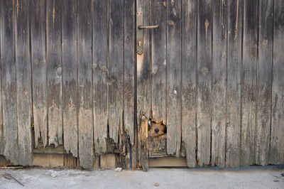 Dog looking through broken wooden door