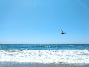 Seagull flying over sea against clear blue sky