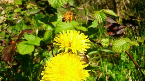 Close-up of insect on yellow flower