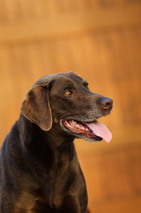 Close-up of a dog looking away