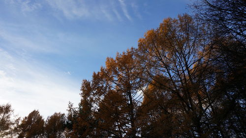 Low angle view of trees against sky