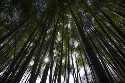 Low angle view of bamboo trees in forest