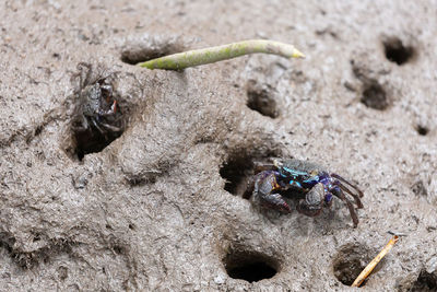 High angle view of insect on rock