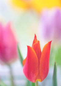 Close-up of orange tulips