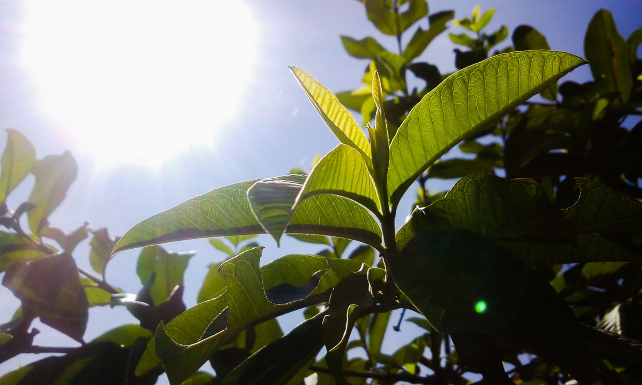 Guava leaves