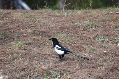 High angle view of bird perching on a field