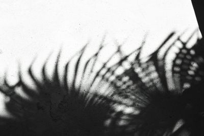Extreme close up of shadow of leaf