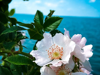 Close-up of white flowering plant against sky