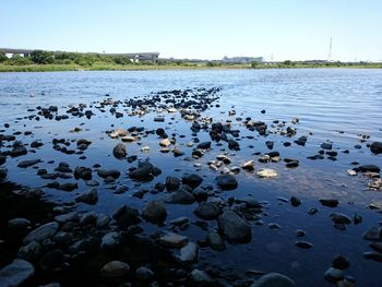 Surface level of rocks on shore