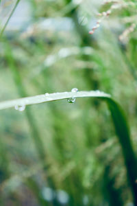 Close-up of water drops on grass