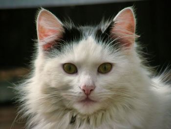 Close-up portrait of white cat