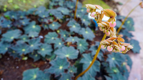 Close-up of wilted flowering plant