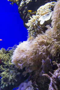 Close-up of coral in sea