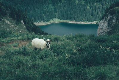 Sheep grazing on field by lake
