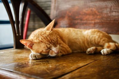 Cat sleeping on table