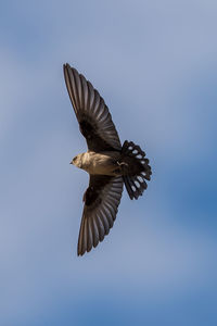 Low angle view of eagle flying against clear sky