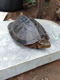 High angle view of a turtle