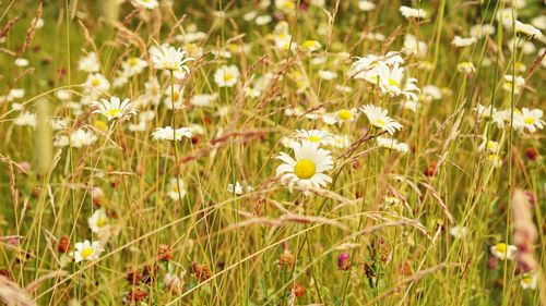 Close-up of flowers blooming in field