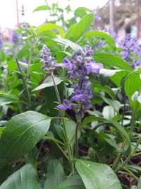 Close-up of purple flowers growing on plant