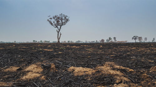 Dry plant on field against clear sky