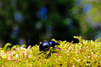 Close-up of metallic blue beetle climbing on moss