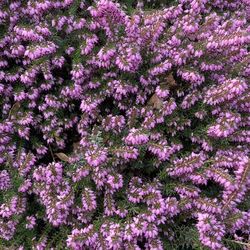 Full frame shot of pink flowering plants