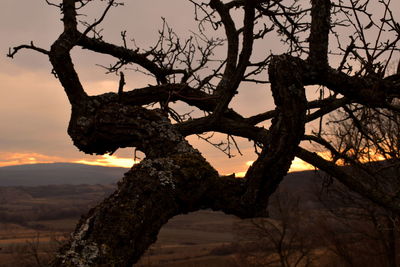 Dead tree branch against romantic sky at sunset