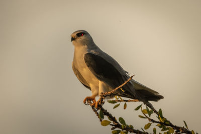 Black-shouldered kite on leafy branch facing left