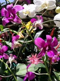 Close-up of purple flowers blooming outdoors