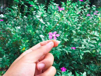 Close-up of hand holding pink flower