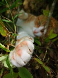 Close-up of white cat