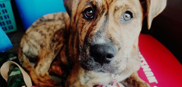 Close-up portrait of a dog