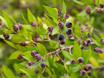 Close-up of berries growing on plant