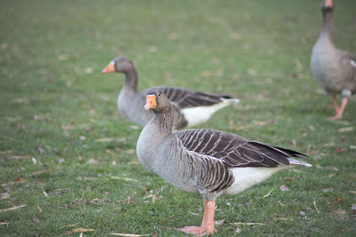 Duck on a field