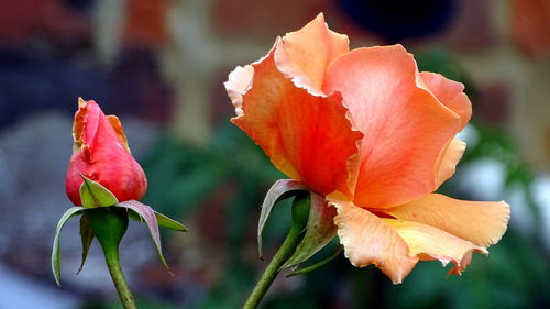 Close-up of red rose