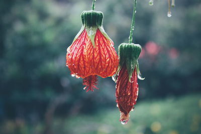 Close-up of red berries on plant