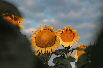 Close-up of sunflower against sky