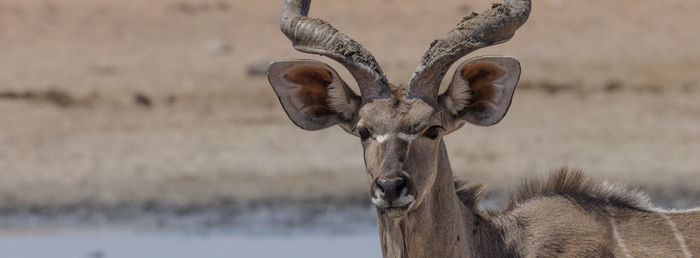 A male kudu at a waterhole in etosha, the national park of namibia